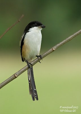 Cendet - Long-Tailed Shrike (Lanius schach) 2